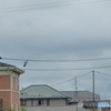あら　アオサギが