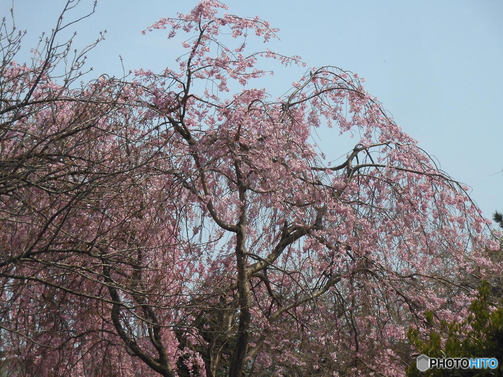 しだれ桜にうぐいす