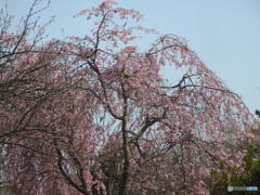 しだれ桜にうぐいす