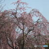 しだれ桜にうぐいす