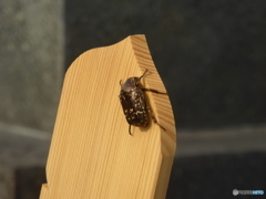 でかい蜂が飛んできたと思ったのですが……