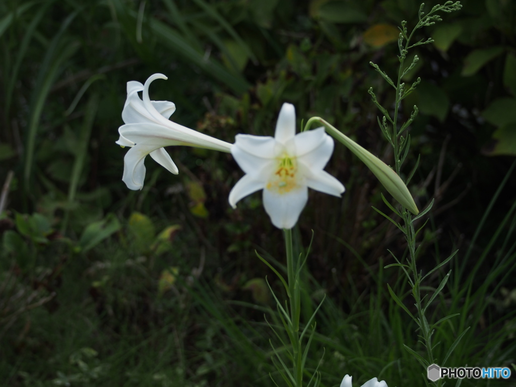 百合