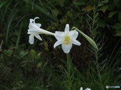 百合