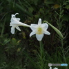 百合