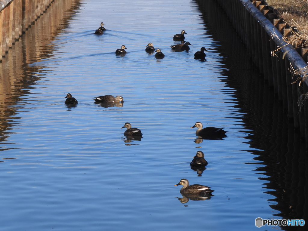 鴨がいっぱい