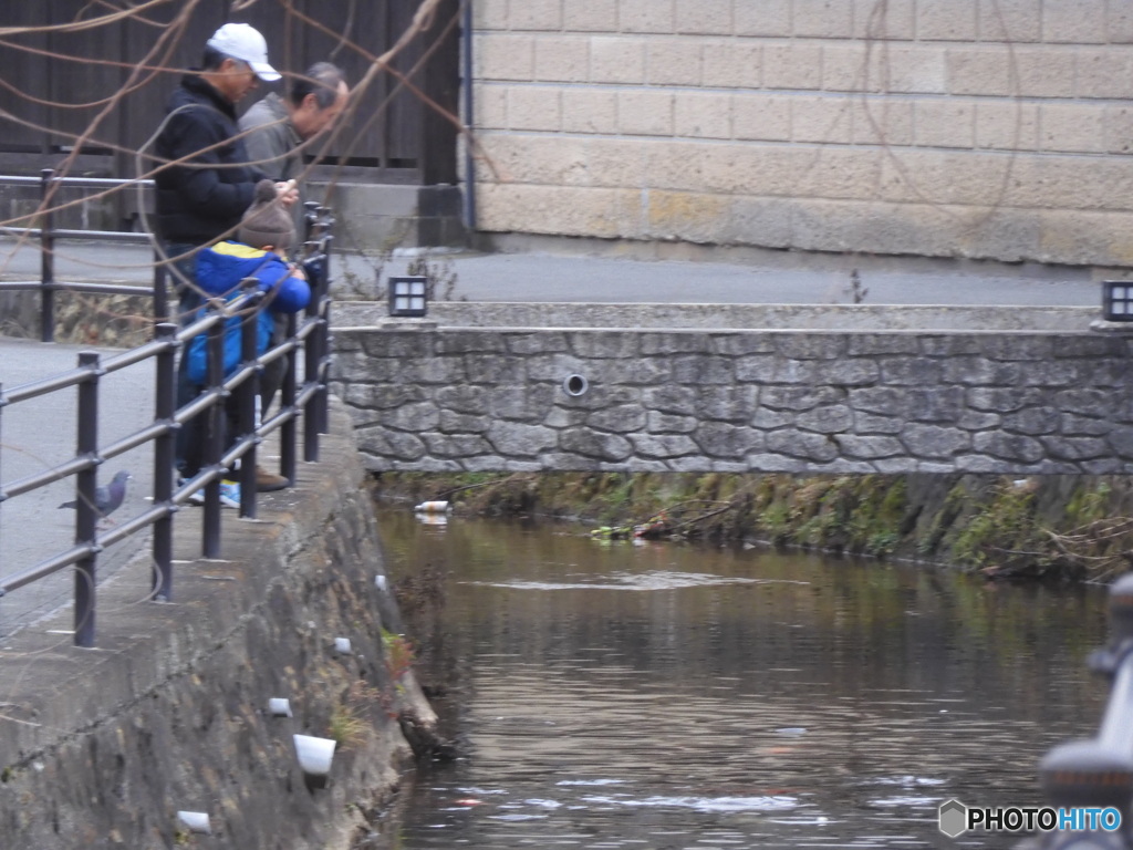 鯉に餌をやる人