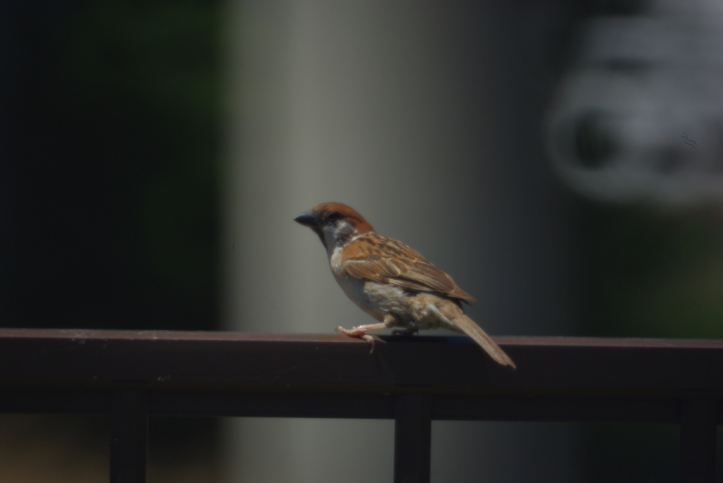 ケンコーミラーレンズ　５００ｍｍ　Ｆ８