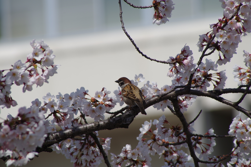 桜に雀