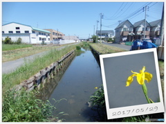 水路で咲くあやめ