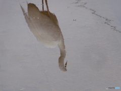 さぎ
