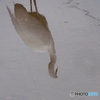 さぎ