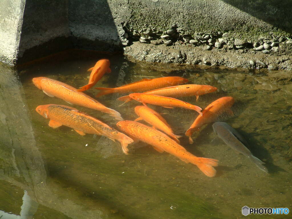 カメラが違うとこんなに違う？