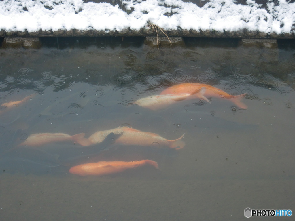 今日の鯉