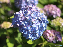 紫陽花