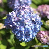 紫陽花