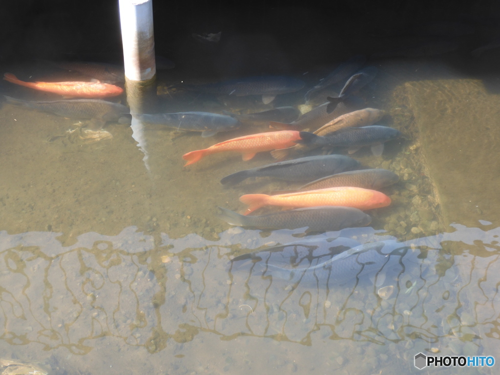 今日の鯉