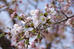 一気に開花