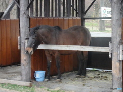 馬