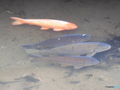 緒絶川の鯉