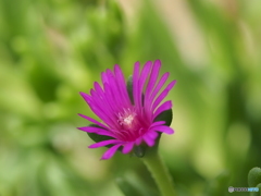 小さい　花