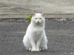 小雨の中のにゃんこ