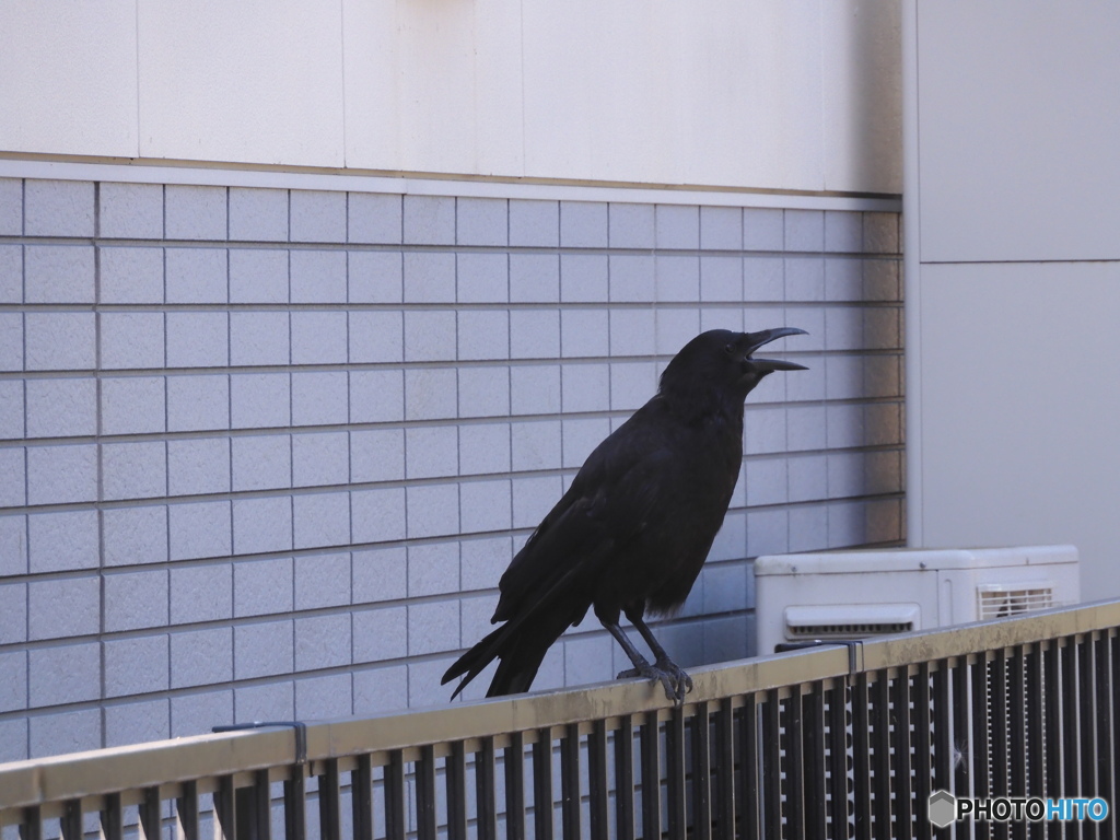 口をあけっぱなしのカラス