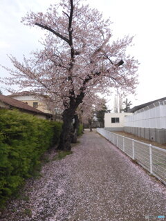 散りだすと早いかなぁ