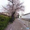散りだすと早いかなぁ
