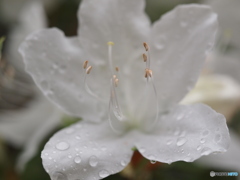 つつじ