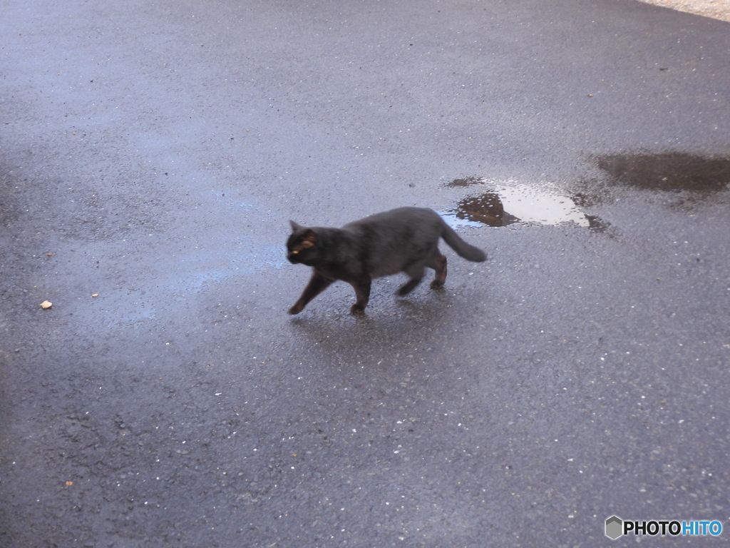 逃げる猫