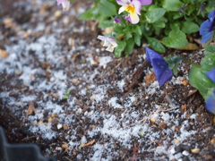 初雪