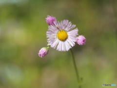 野に咲く花の～♪♪♪