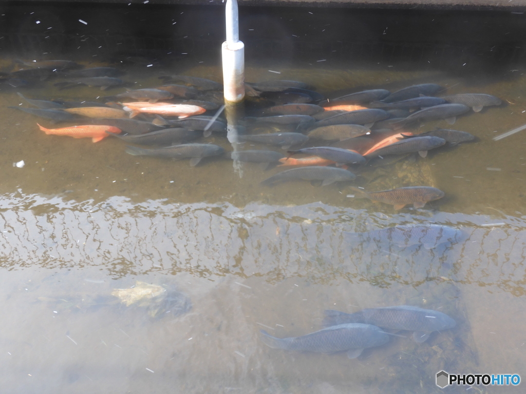 今日の鯉