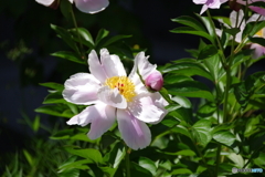 隣の庭に咲く花