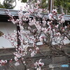 梅は咲いたかぁ～♪