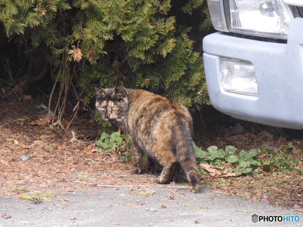愛想のないにゃんこ