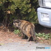 愛想のないにゃんこ