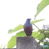 イソヒヨドリ