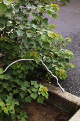 梅雨の終わり