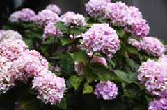 紫陽花