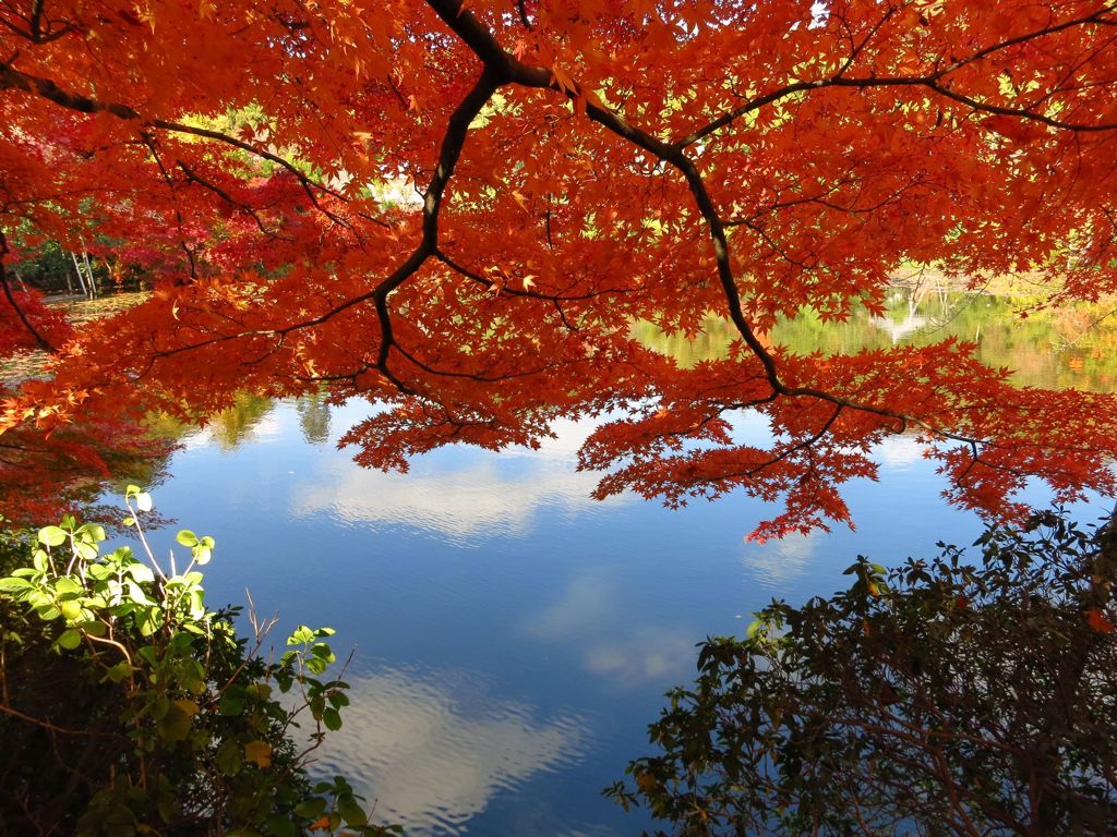 2014 紅葉 京都 竜安寺1