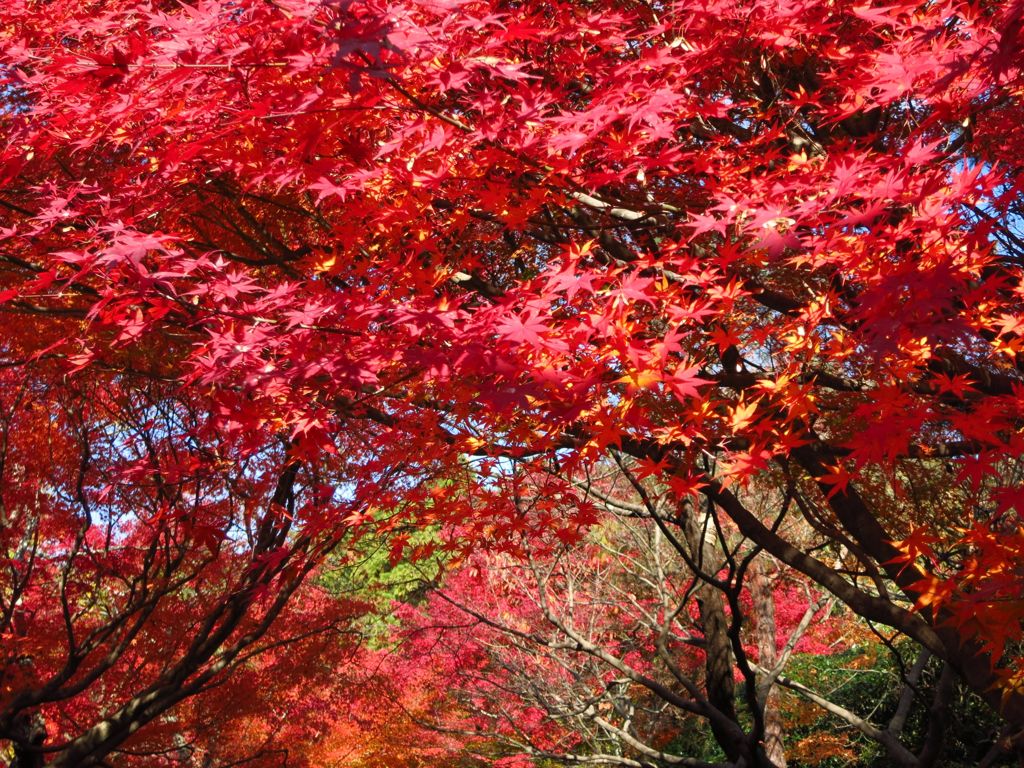 2014紅葉 京都