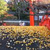 2014 紅葉 京都 下鴨神社