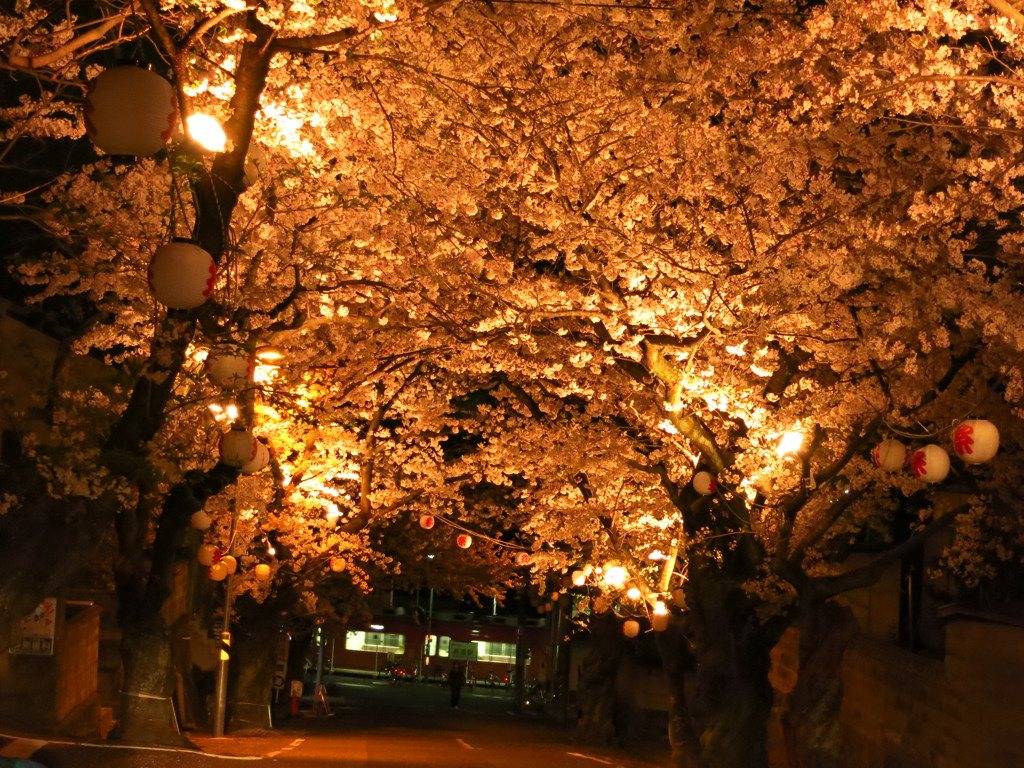2014夜桜　知多　長浦