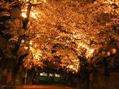 2014夜桜　知多　長浦