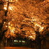 2014夜桜　知多　長浦
