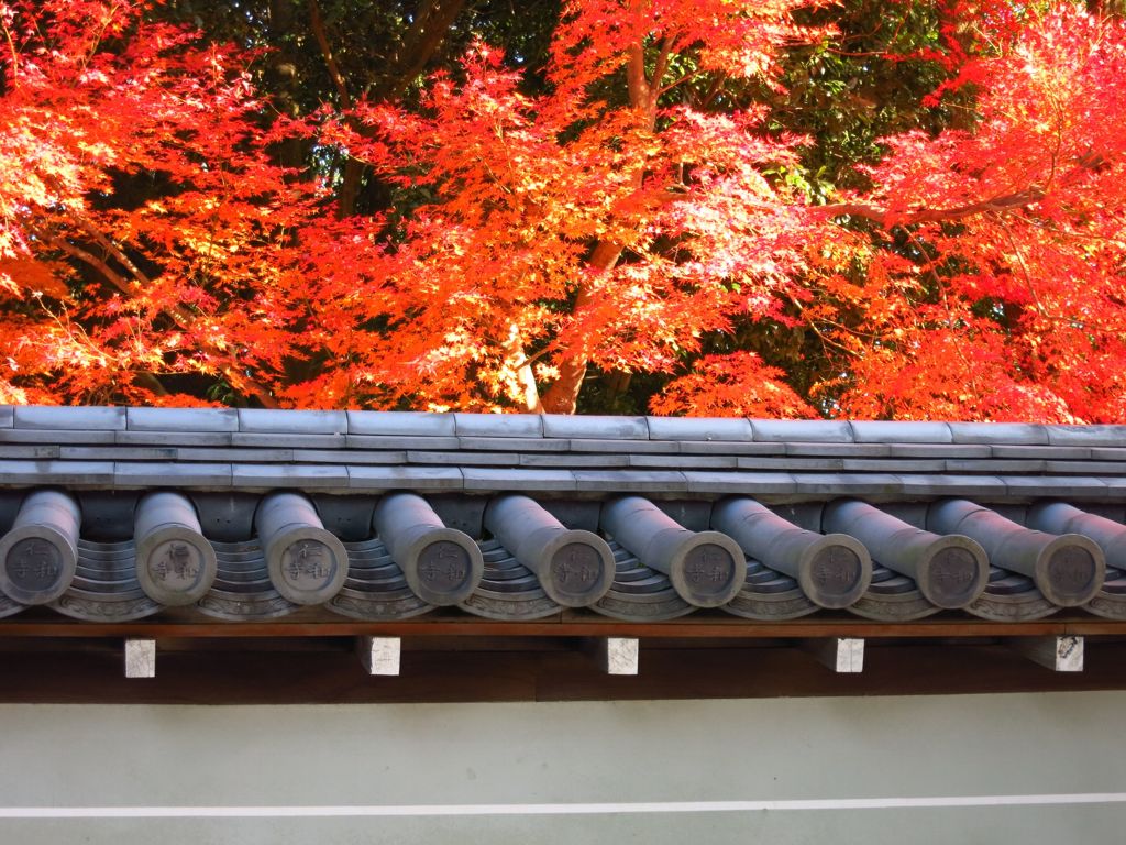 2014紅葉 京都 仁和寺 1