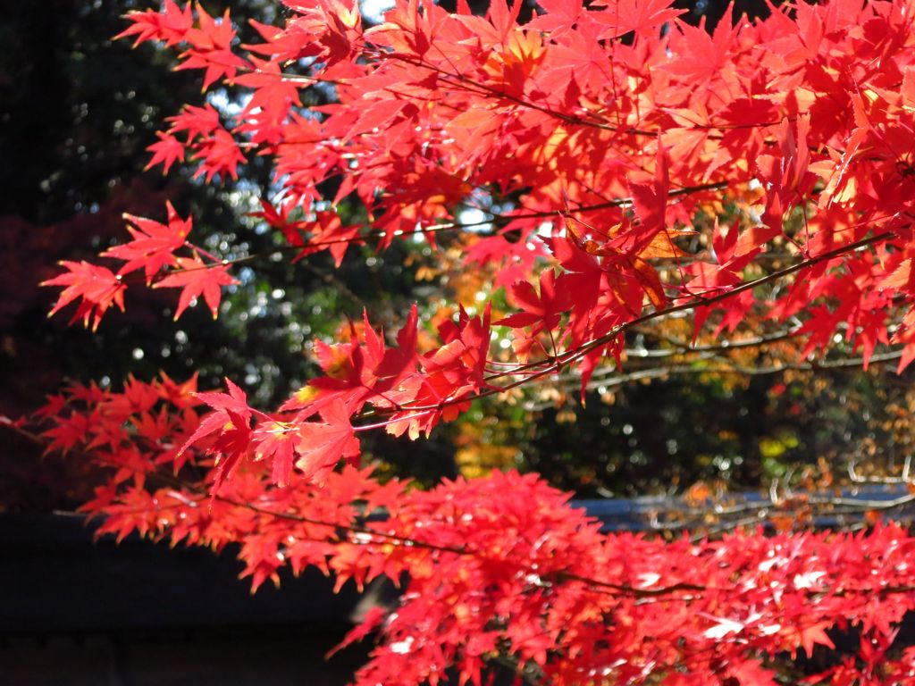 2014 紅葉 京都 竜安寺2