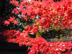 2014 紅葉 京都 竜安寺2