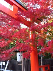 2014紅葉 京都